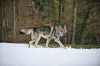 walking american wolfdog