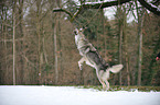 jumping american wolfdog