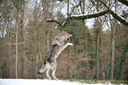 jumping american wolfdog