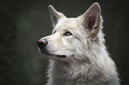 American Wolfdog Portrait