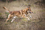 male American Wolfdog