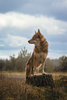 male American Wolfdog