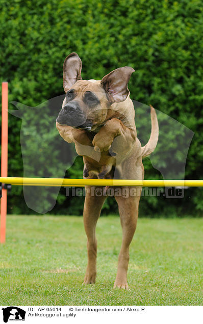 Antikdogge at agility / AP-05014