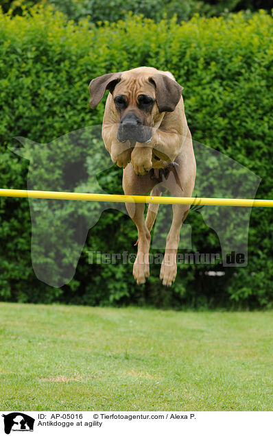 Antikdogge at agility / AP-05016