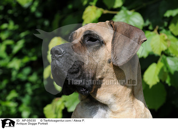 Antique Dogge Portrait / AP-05030