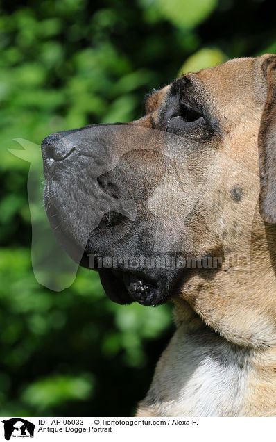 Antikdogge Portrait / Antique Dogge Portrait / AP-05033