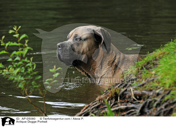 Antique Dogge Portrait / AP-05080