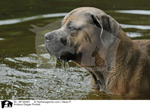 Antique Dogge Portrait / AP-05081