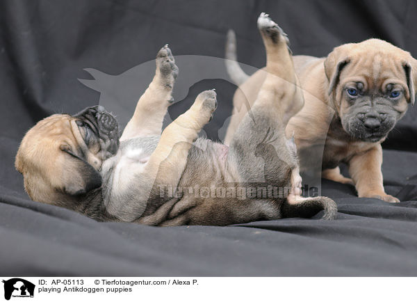 playing Antikdoggen puppies / AP-05113