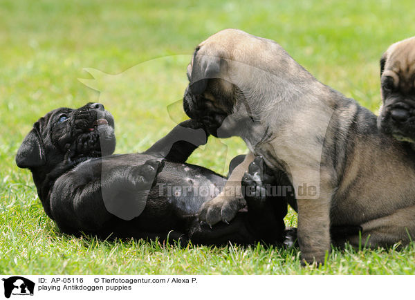playing Antikdoggen puppies / AP-05116