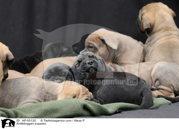 Antikdoggen puppies / AP-05120