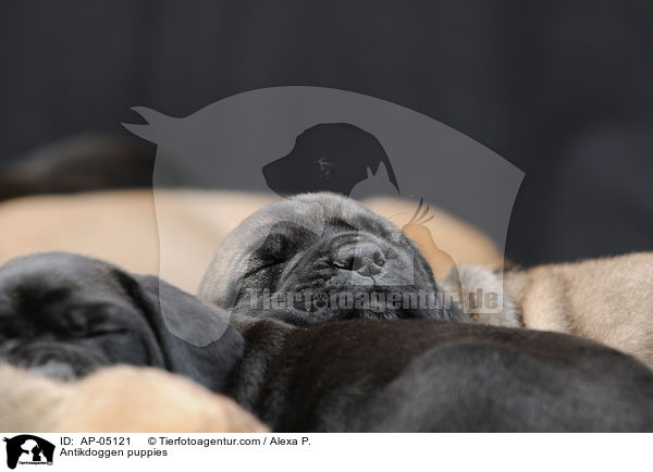 Antikdoggen puppies / AP-05121