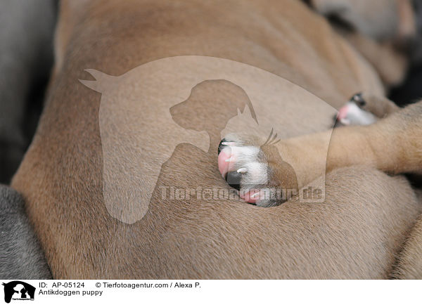 Antikdoggen puppy / AP-05124