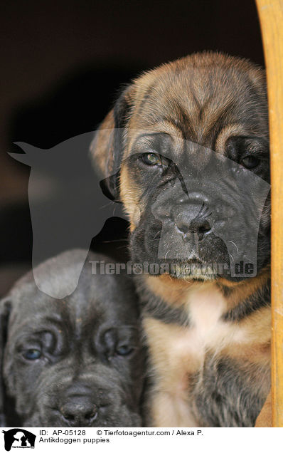 Antikdoggen puppies / AP-05128