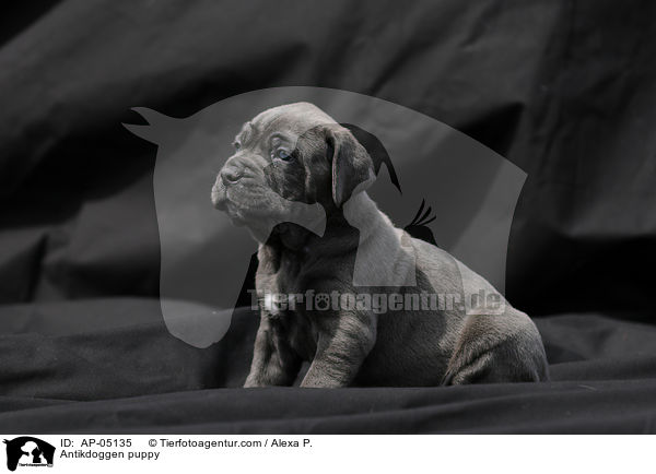 Antikdoggen puppy / AP-05135