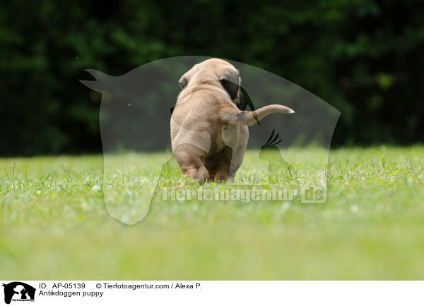 Antikdoggen puppy / AP-05139
