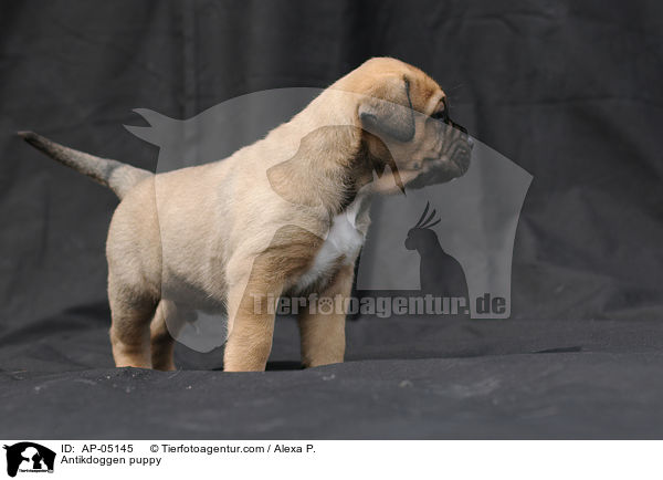 Antikdoggen puppy / AP-05145