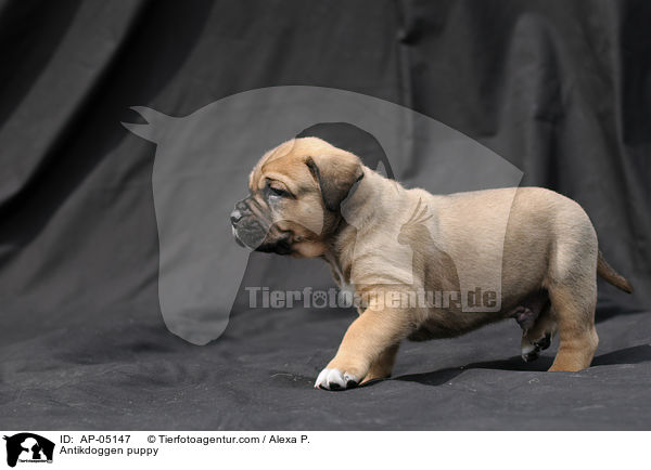 Antikdoggen puppy / AP-05147