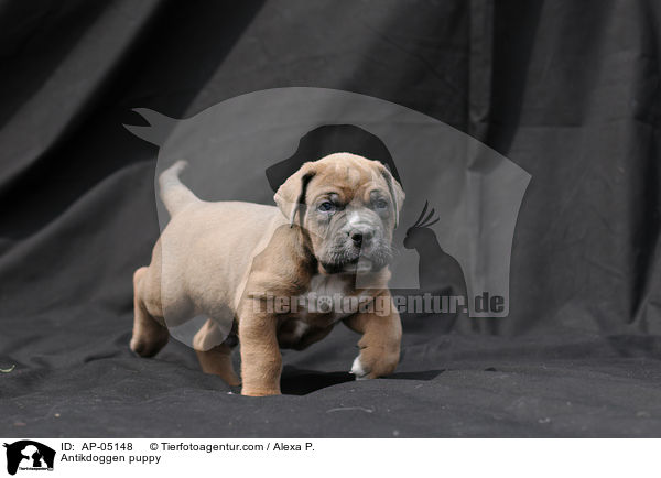 Antikdoggen Welpe / Antikdoggen puppy / AP-05148