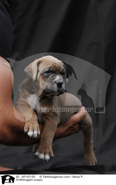 Antikdoggen puppy / AP-05150
