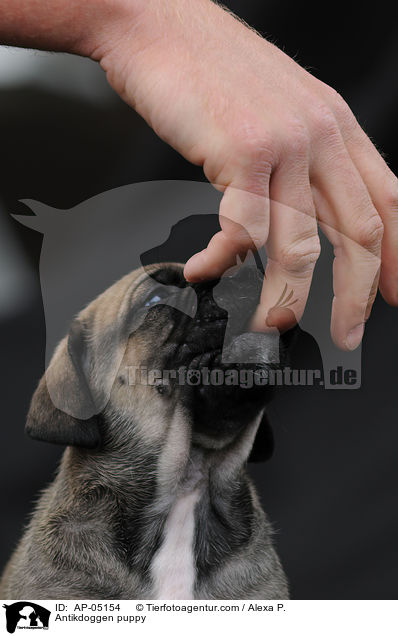 Antikdoggen puppy / AP-05154