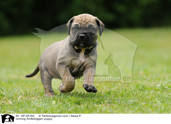 rennender Antikdoggen Welpe / running Antikdoggen puppy / AP-05160