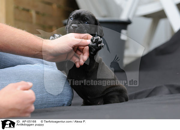 Antikdoggen puppy / AP-05168