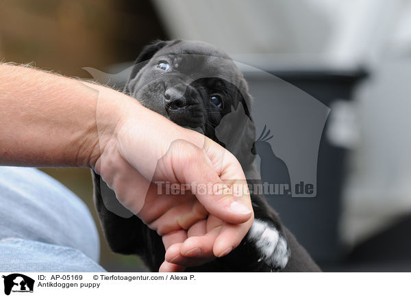 Antikdoggen puppy / AP-05169