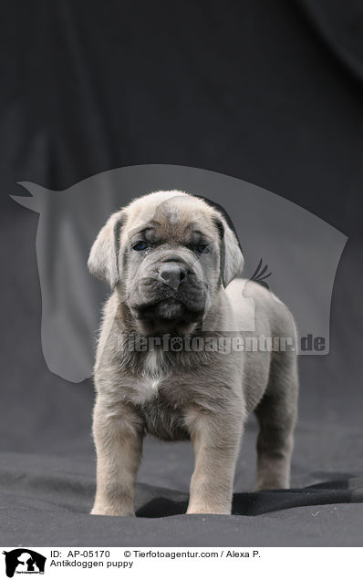 Antikdoggen puppy / AP-05170
