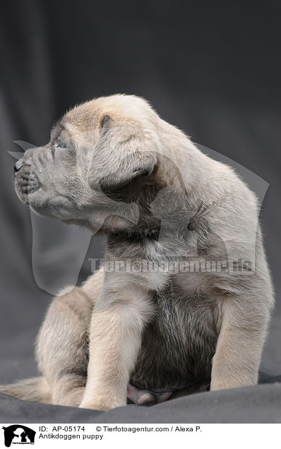 Antikdoggen puppy / AP-05174