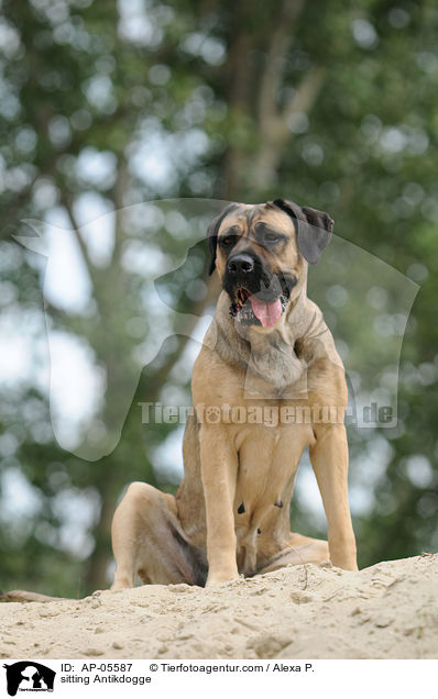 sitzende Antikdogge / sitting Antikdogge / AP-05587
