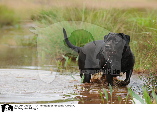 bathing Antikdogge / AP-05596