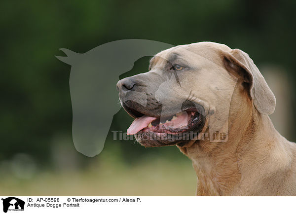 Antique Dogge Portrait / AP-05598