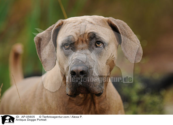 Antique Dogge Portrait / AP-05605