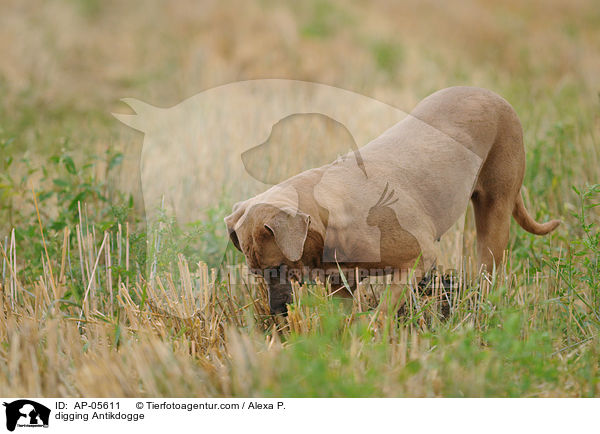 digging Antikdogge / AP-05611
