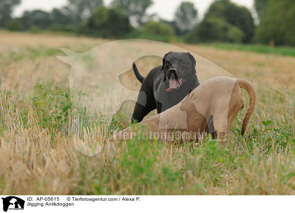 buddelnde Antikdoggen / digging Antikdoggen / AP-05615