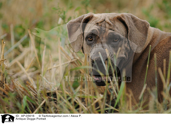 Antique Dogge Portrait / AP-05616