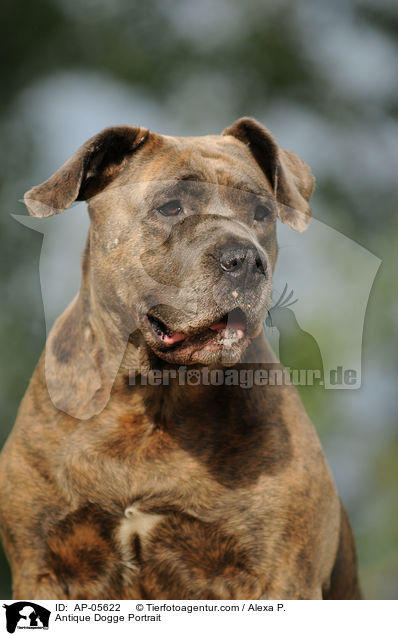 Antique Dogge Portrait / AP-05622