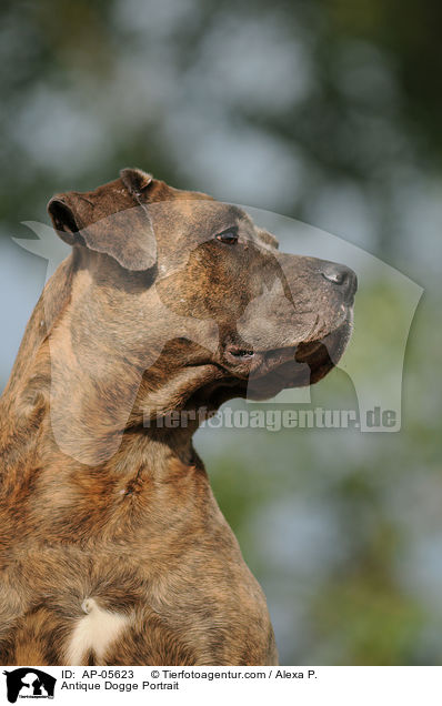 Antique Dogge Portrait / AP-05623