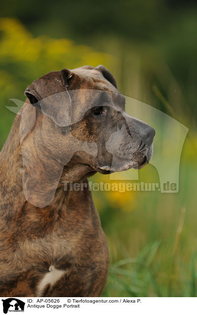 Antique Dogge Portrait / AP-05626