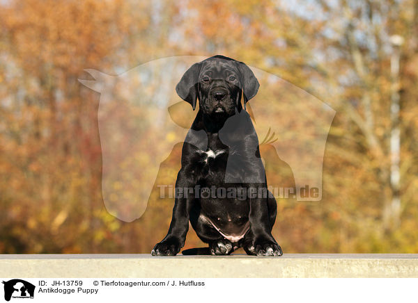 Antikdogge Puppy / JH-13759