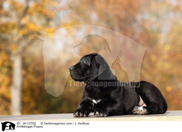 Antikdogge Puppy / JH-13762