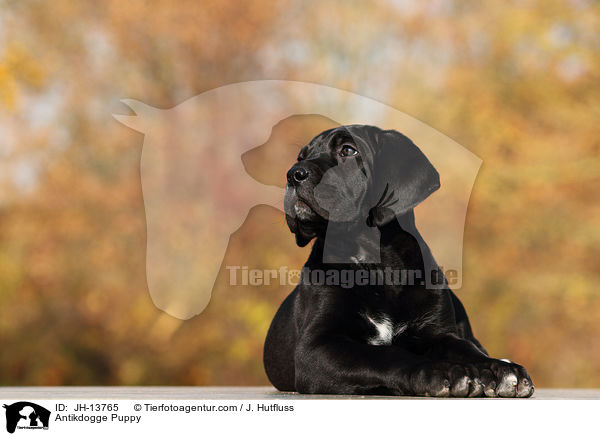 Antikdogge Puppy / JH-13765