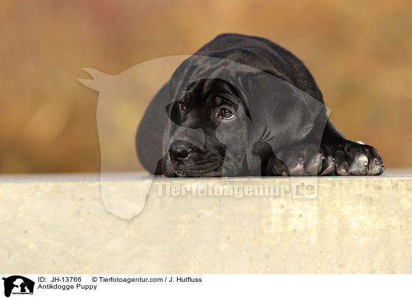 Antikdogge Puppy / JH-13766
