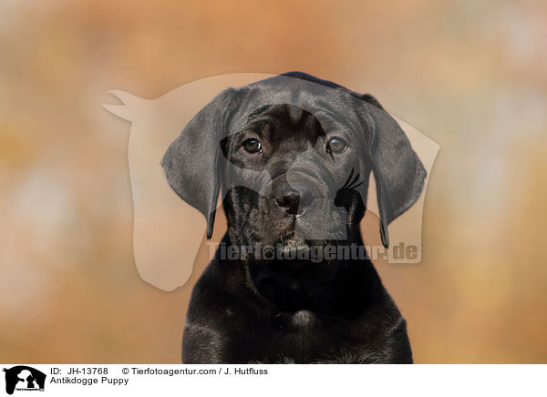Antikdogge Puppy / JH-13768