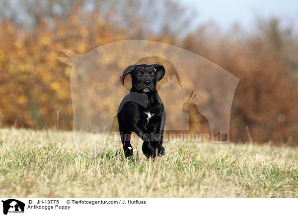 Antikdogge Puppy / JH-13775