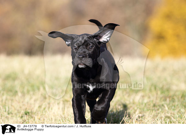 Antikdogge Puppy / JH-13778
