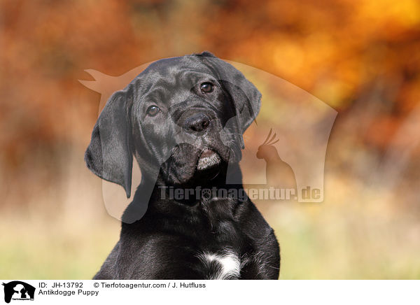 Antikdogge Puppy / JH-13792