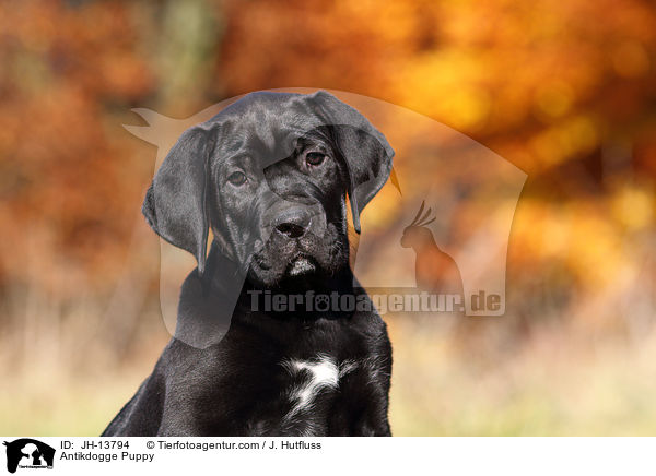 Antikdogge Puppy / JH-13794
