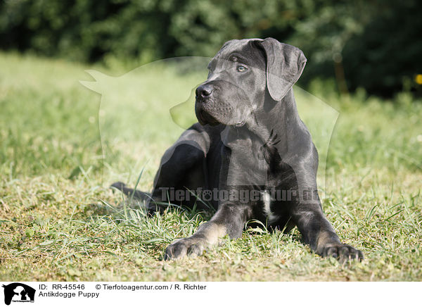 Antikdogge Puppy / RR-45546